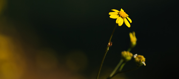 Meditation for Intensity