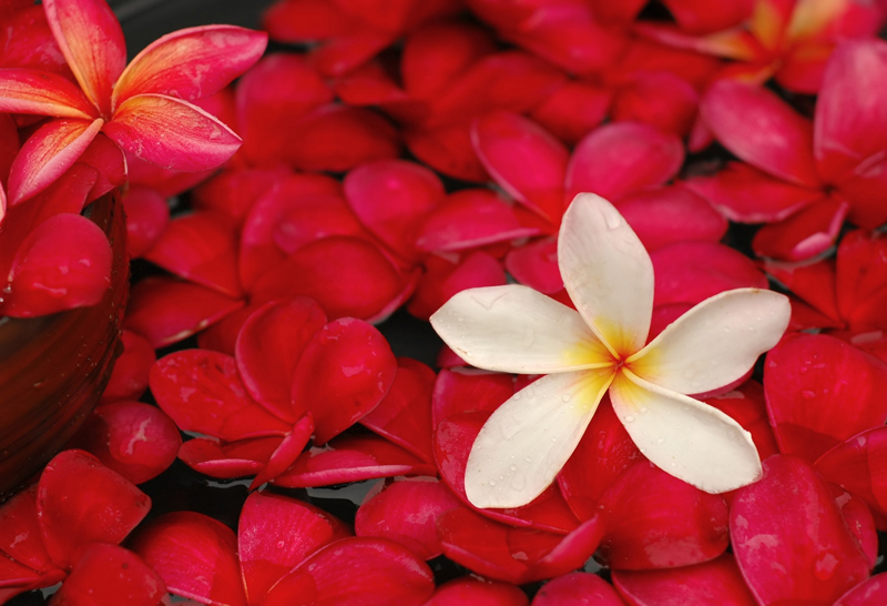 shutterstock_7788751