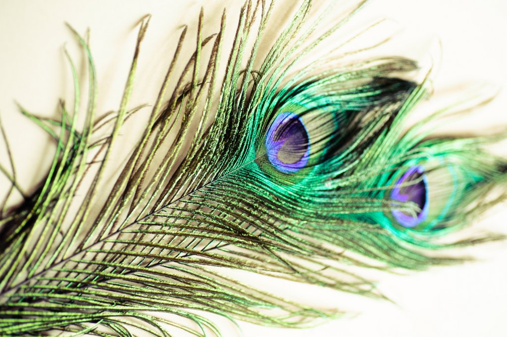 Living with Krishna!